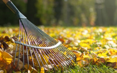 Дар природы под ногами: как использовать опавшие листья, чтобы улучшить урожай без покупных составов