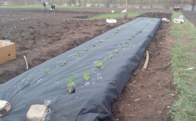 Тепло под спанбондом: как защитить томаты, кабачки и патиссоны от внезапных заморозков