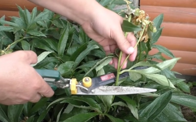 Когда секатор решает судьбу: как правильно обрезать пионы осенью, чтобы не потерять цветение весной