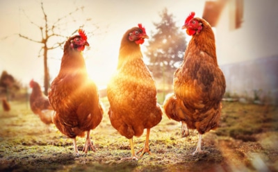 Тепло, свет и зерно: как правильно содержать кур зимой, чтобы сохранить здоровье и яйценоскость