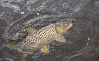 Карп стал осторожнее: какие наживки и прикормки работают осенью, когда вода уже остыла