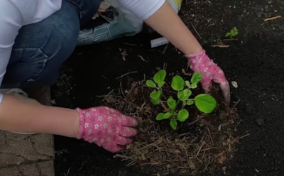 Гортензия под зиму: секреты удачной посадки и безопасной зимовки