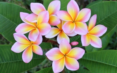 Тропики на подоконнике: как заставить капризную плюмерию пышно цвести и не сбрасывать листья