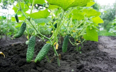 Ранние огурцы без рассады: проверенная техника посева с мини-парником из бутылок