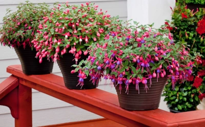 Когда горшки встречают мороз: как уберечь кадочные растения зимой