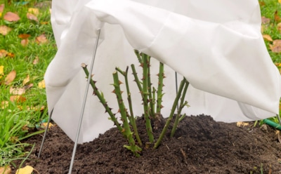 Осенний уход без ошибок: какие многолетники нужно укрывать на зиму, а какие спокойно переживут морозы