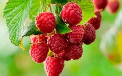 Секрет плодоносящей малины: как осенняя обрезка влияет на размер и количество ягод