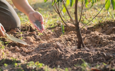 После листопада — пора хлопот: чем и как удобрить яблони в ноябре, чтобы деревья дали щедрые плоды
