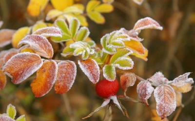 Как защитить сад и грядки от возвратных заморозков: проверенные способы спасения урожая