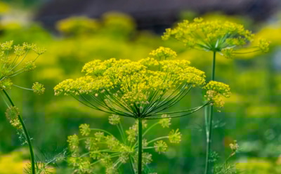 Когда укроп уходит, приходит картошка: секрет восстановления плодородия без удобрений