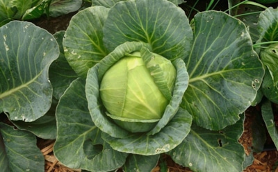 Кто портит капусту и как их остановить: простые дачные хитрости против главных вредителей