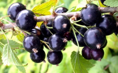 Последние шаги перед снегом: уход за смородиной, который обеспечит урожай весной