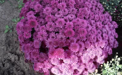 Хризантемы выживут даже в мороз: пошаговый план зимовки от опытных цветоводов