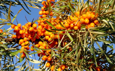 Когда рыхление во вред: почему облепиха страдает от заботливых рук садоводов