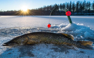 Таблетка вместо прикормки: рыбаки раскрыли неожиданный способ активировать клев