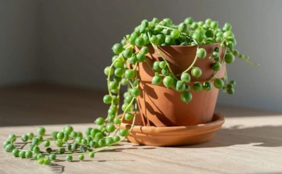 Хрупкая красота на подоконнике: как ухаживать за крестовником Роули в зимние месяцы