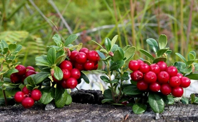 Когда лекарства растут в лесу: диетолог рассказала, почему осенью стоит есть бруснику