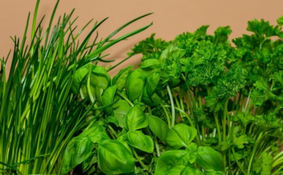 Когда солнце не нужно: дачные культуры, которые любят тень и влагу