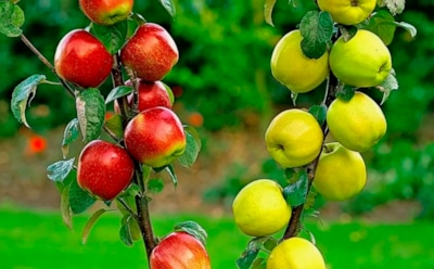 Яблоки под рукой: как вырастить фруктовое дерево в домашнем горшке