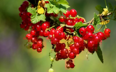 Осенняя подзарядка для смородины: как помочь кустарникам восстановиться после сезона