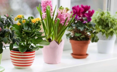 Один ингредиент — двойная польза: табачная зола как удобрение и щит от вредителей