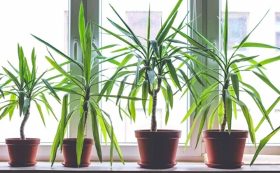 Зеленые выживальщики: какие комнатные растения не боятся сухого воздуха и редкого полива