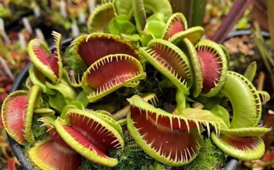Зеленый хищник на подоконнике: как ухаживать за плотоядными растениями — советы для домашних коллекционеров