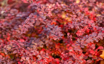 Осенний пурпур на участке: 3 кустарника, способных зажечь сад закатными красками