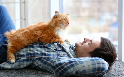 Когда дома правит кот: 10 признаков человека, полностью покоренного усатым диктатором