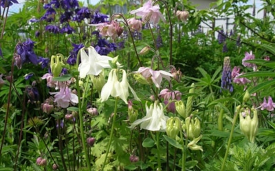 Цветочный бунт в саду: как самосейки превращают клумбу в хаос и что с этим делать