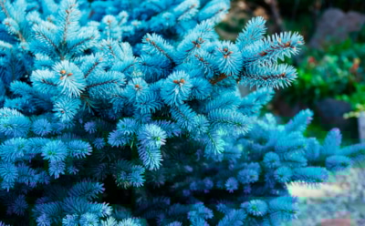 Серебристое чудо сада: чем голубые ели отличаются от обычных и как вырастить их без хлопот