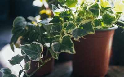 Стены дышат влагой — это не страшно: эти растения спасут квартиру от сырости и плесени