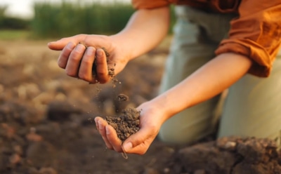 После сбора урожая — в бой: как вернуть почве силу с помощью бактерий и грибов