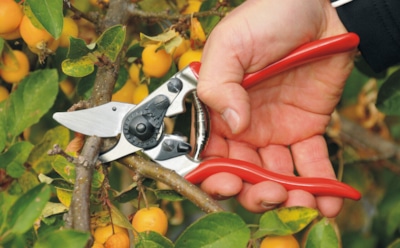 Секатор под диктовку Мичурина: принципы осенней обрезки, которые до сих пор работают безотказно