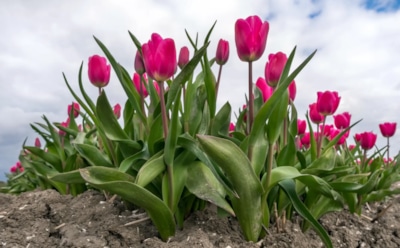 Цветочный взрыв закладывается осенью: как посадить тюльпаны, чтобы весной не было пустых мест