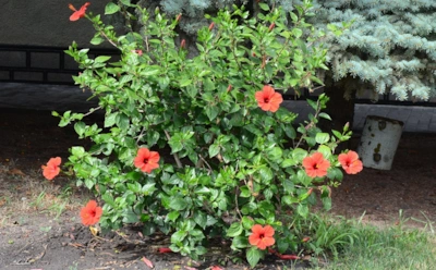 Теплолюбивый пленник зимы: как помочь гибискусу пережить морозы без потерь