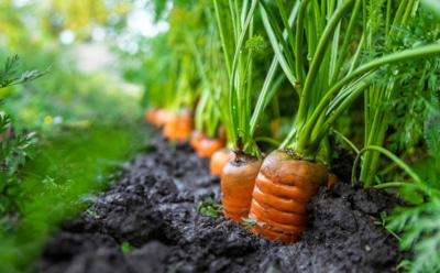 Горечь вместо сладости: почему морковь теряет вкус и как этого избежать