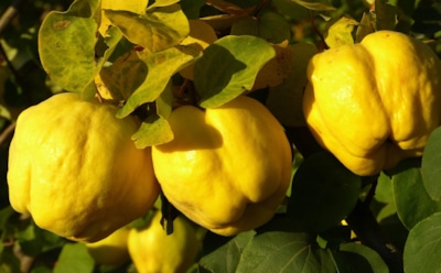 Триумфальное возвращение айвы: фрукт снова покоряет сады и сердца дачников