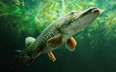 Трофей осенней реки: где прячется щука и как соблазнить ее на поклевку