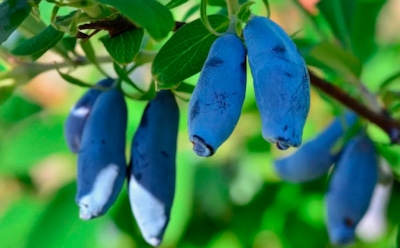 Секрет холодной грядки: какие растения приживаются осенью лучше, чем весной