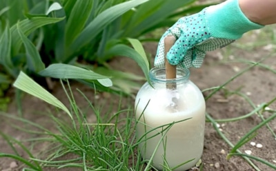 Когда брожение во благо: чем дрожжевые растворы действительно полезны для грядок