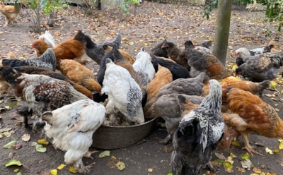 Зима не помеха: как кормить кур, чтобы сохранить яйценоскость даже в морозы