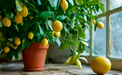 Когда грусть за окном: какие растения наполнят дом вдохновением и спокойствием