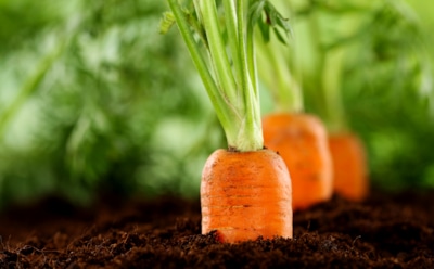 Хитрость дачников со стажем: этот способ посева моркови заменяет ленточный и работает даже на ветру