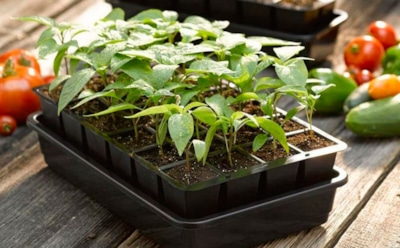 Приготовьтесь к новому сезону заранее: что сделать, чтобы получить крепкую рассаду в новом сезоне