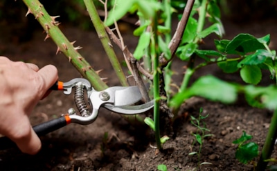 Не промахнись, дачник: только правильная обрезка подарит розам новый виток цветения