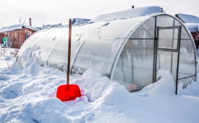 Белое золото для грядок: зачем опытные дачники зимой бросают снег прямо в теплицу