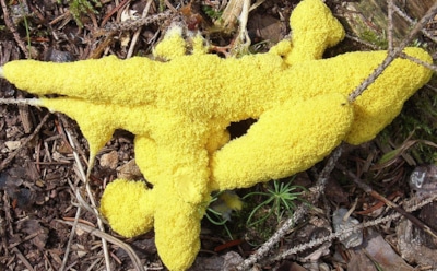 Пульсирующий гений леса: организмы без мозга поражают своей разумностью