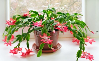 Цветет даже у ленивых: 2 простые подкормки превращают декабрист в пышный зимний букет