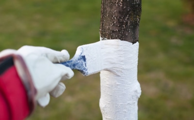 Пособие для садовых маляров: типичные ошибки побелки, из-за которых деревья страдают